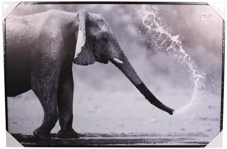 Foto op canvas van een Olifant in het water