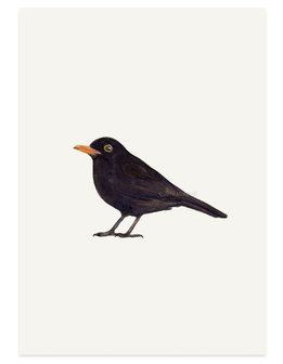 blackbird  op kaart