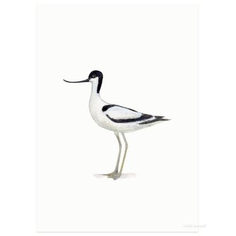 kluut vogelkaart