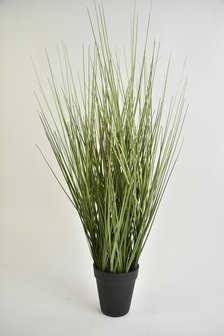 King festuca green in pot 61cm