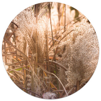 Muurcirkel foto RIET, Natuur