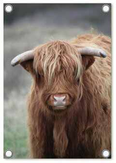 Tuinposter foto met Schotse hooglander | 60x80cm