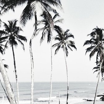 Photoblock | Palmbomen &amp; zee