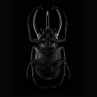 Photoblock | Black Scarab