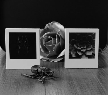 Photoblock | GREY PLANT