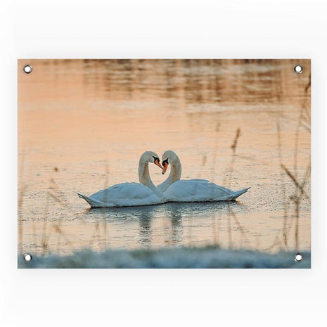 Tuinposter Swanlake/Zwanen/Zwanenmeer