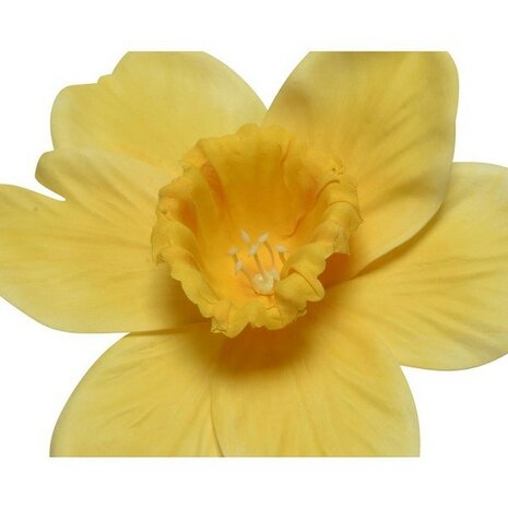Narcis polyester H39cm geel/wit 2 assorti