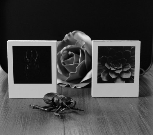 Photoblock | GREY PLANT