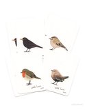 mini cards | Birds (set)