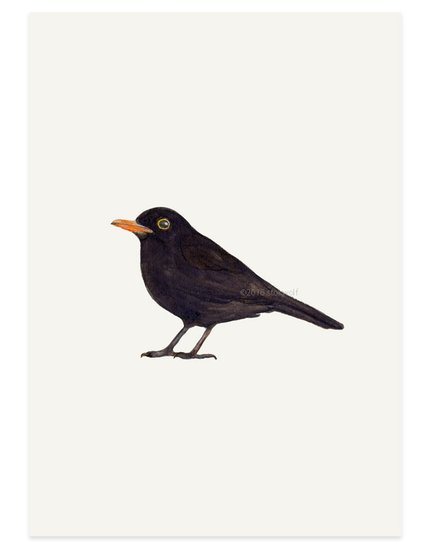 Kaart | Blackbird/Merel