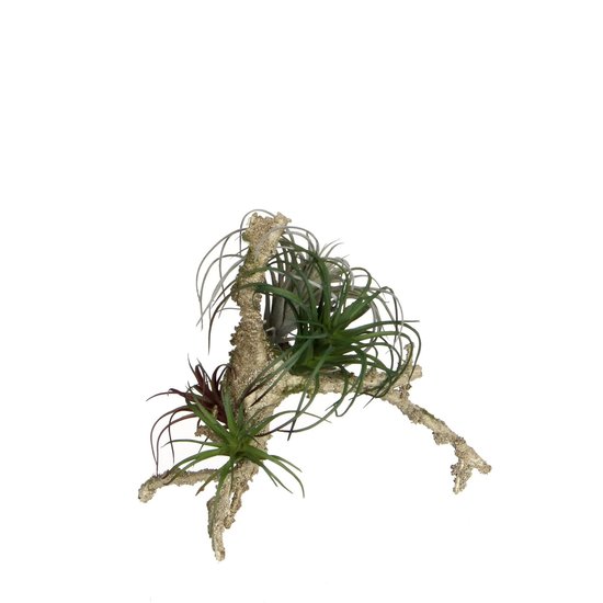 Tillandsia op stam groen - L20xb19xh20cm