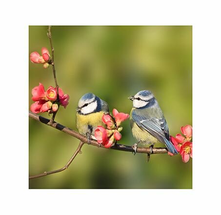 BUITEN CANVAS 58X58CM PIMPELMEES