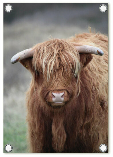 Tuinposter foto met Schotse hooglander | 60x80cm ZOEDT