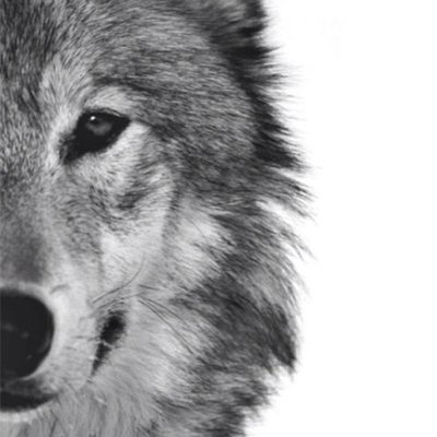 Photoblock | Wolf