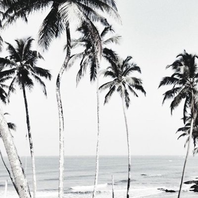 Photoblock | Palmbomen & zee