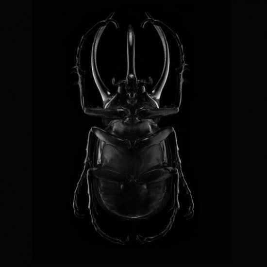 Photoblock | Black Scarab